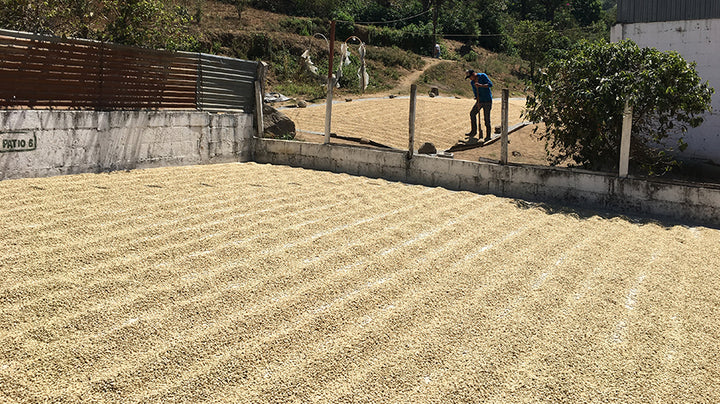 Coffee of the Month - Guatemala Antigua