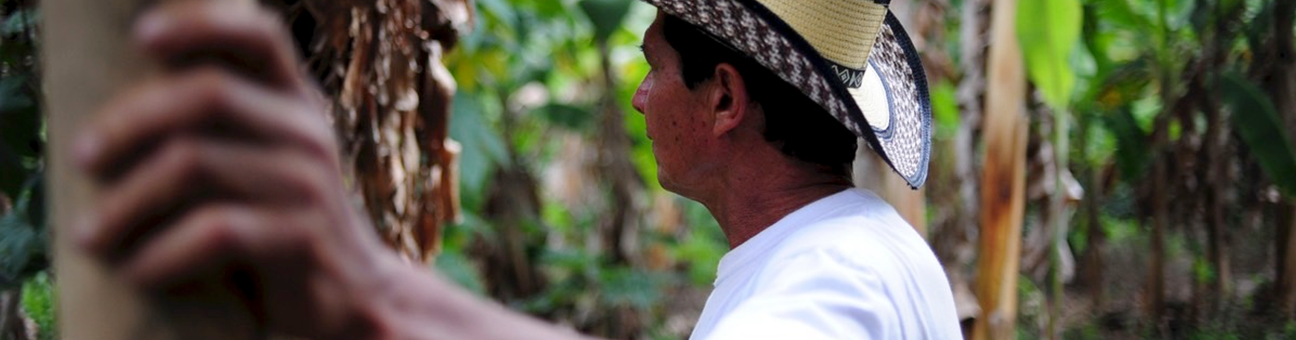 South American Coffee