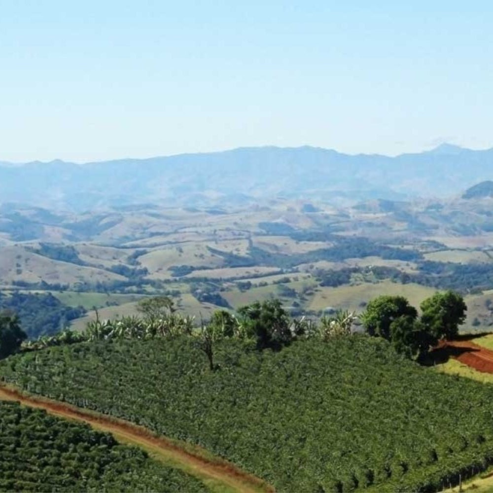 Brazil Yellow Catuai - Dark Roast