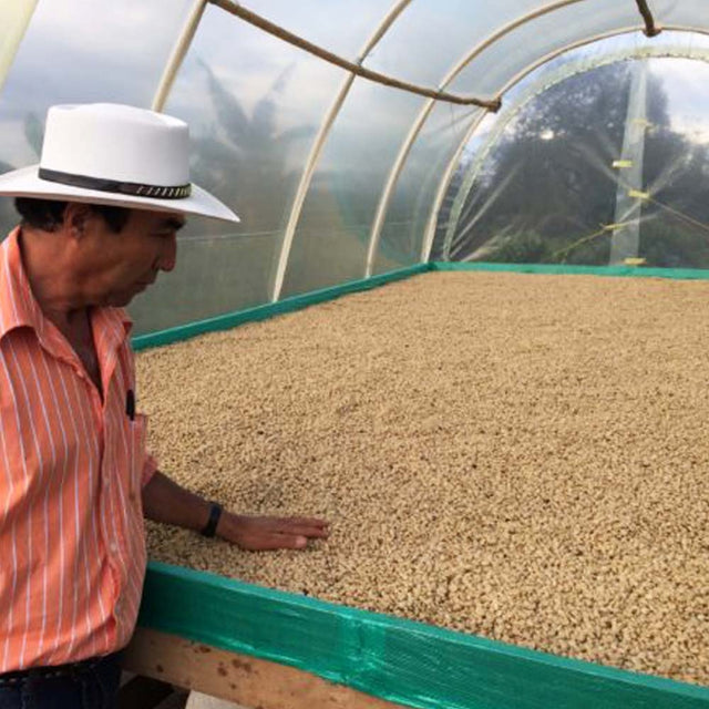 Man inspecting coffee beans in a greenhouse