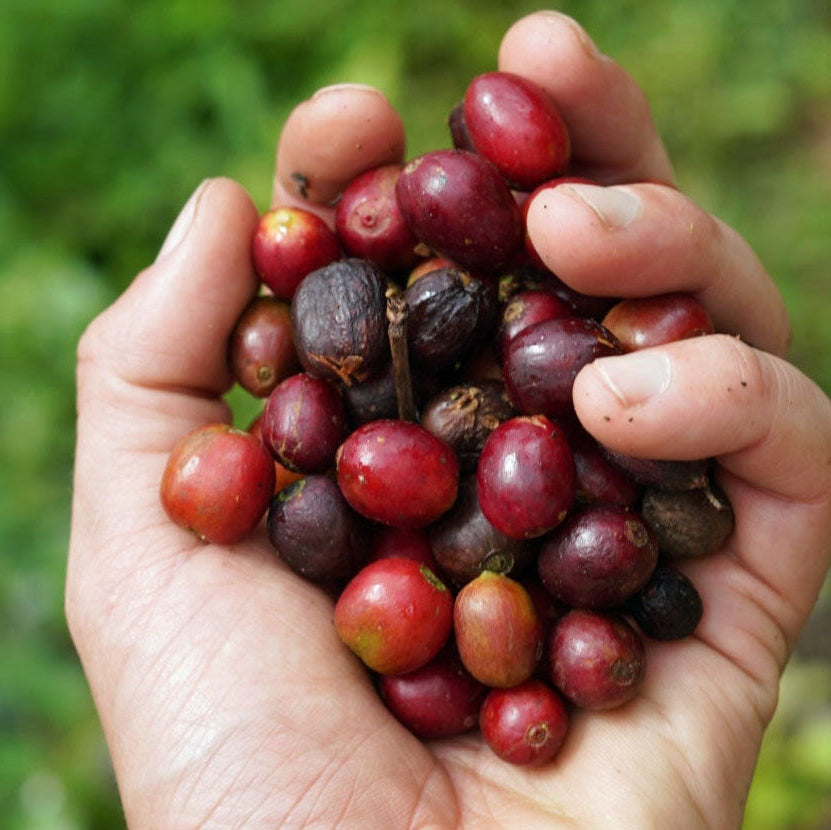 COLOMBIA CABRESTO ORGANIC Washed - Green Coffee Beans
