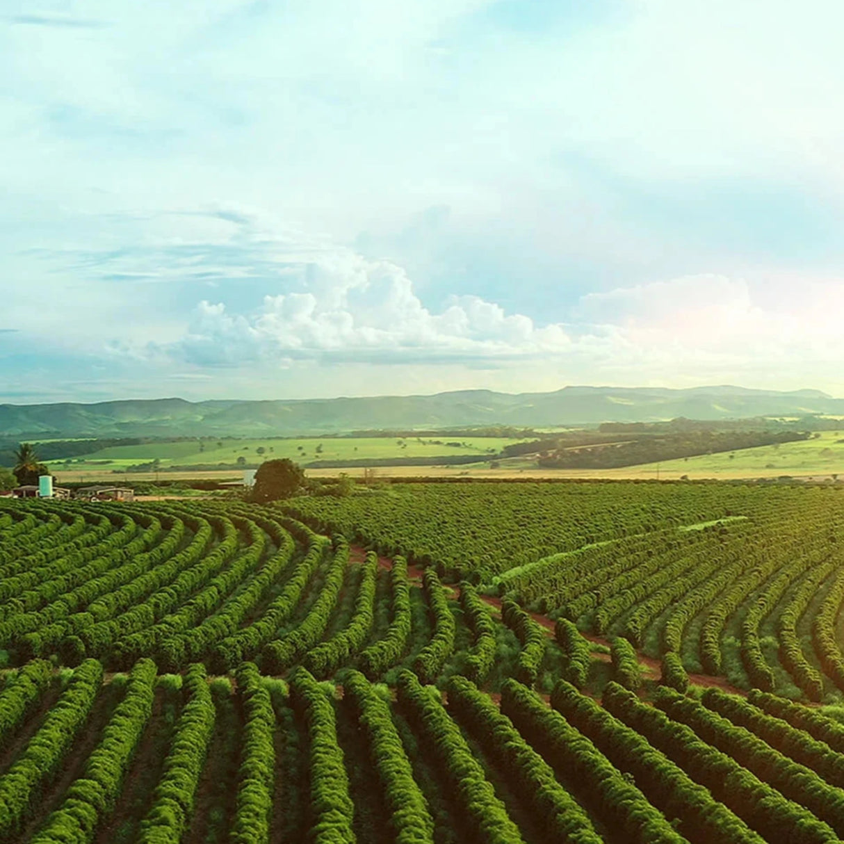 COLOMBIA FINCA SOFIA 19 - Green Coffee Beans