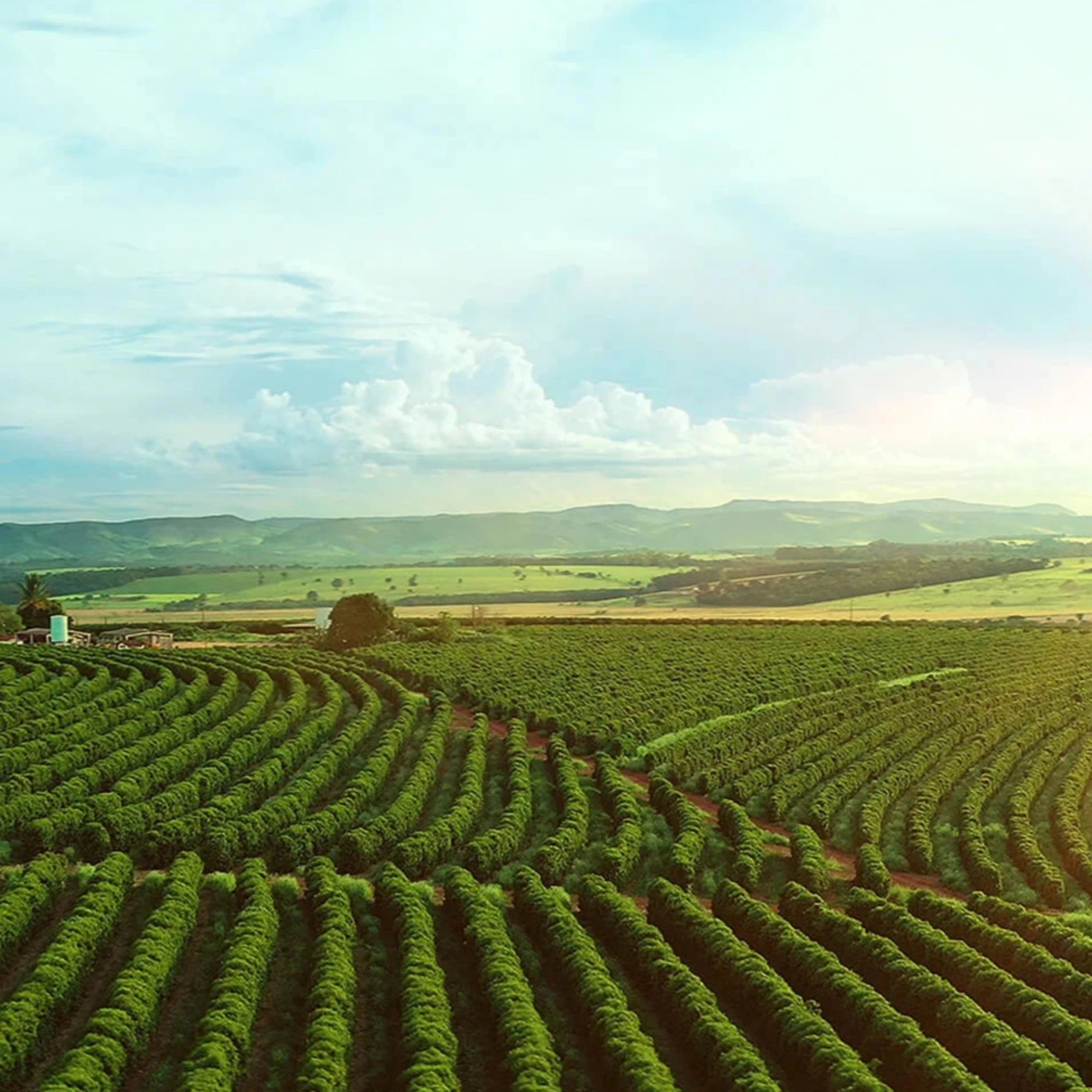 COLOMBIA FINCA SOFIA 19 - Green Coffee Beans