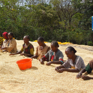 Ethiopia Yirgacheffe - Medium-Dark Roast