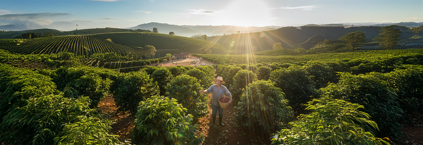 Farmer in a vineyard with sunlit hills and fields