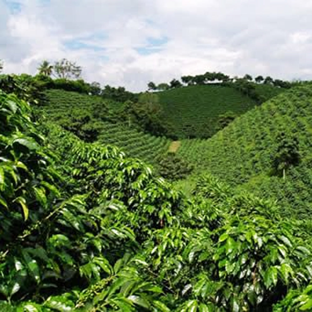 GUATEMALA DECAF SWISS WATER - Green Coffee Beans