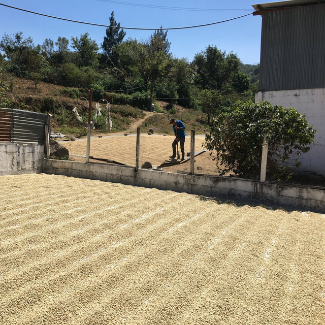 GUATEMALA DECAF SWISS WATER - Green Coffee Beans