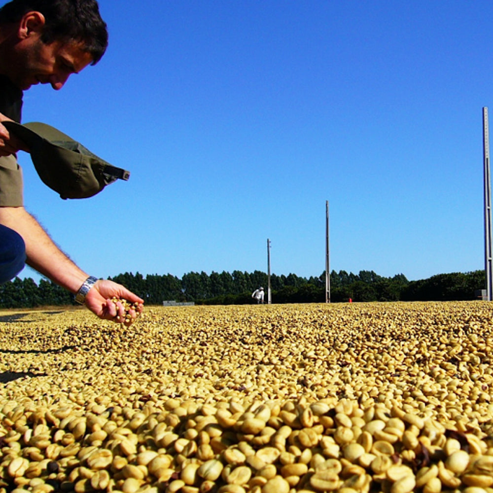 Guatemala Antigua - Medium-Dark Roast