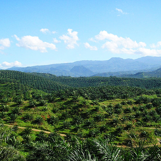 Scenic view of a lush green landscape with palm trees and mountains under a blue sky.