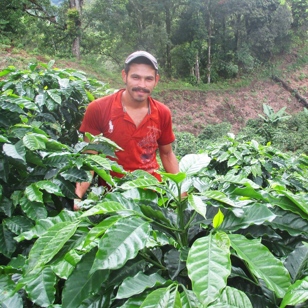 Honduras Santa Rosa - Dark Roast