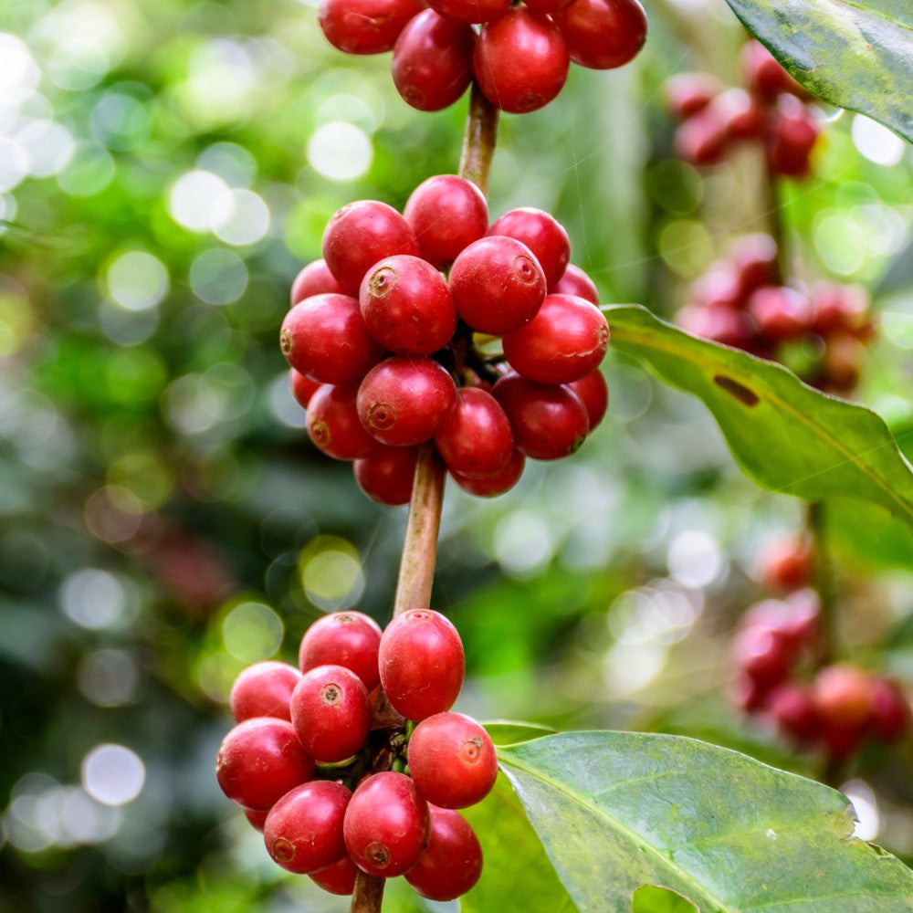 Red coffee berries on a branch with green leaves and blurred background