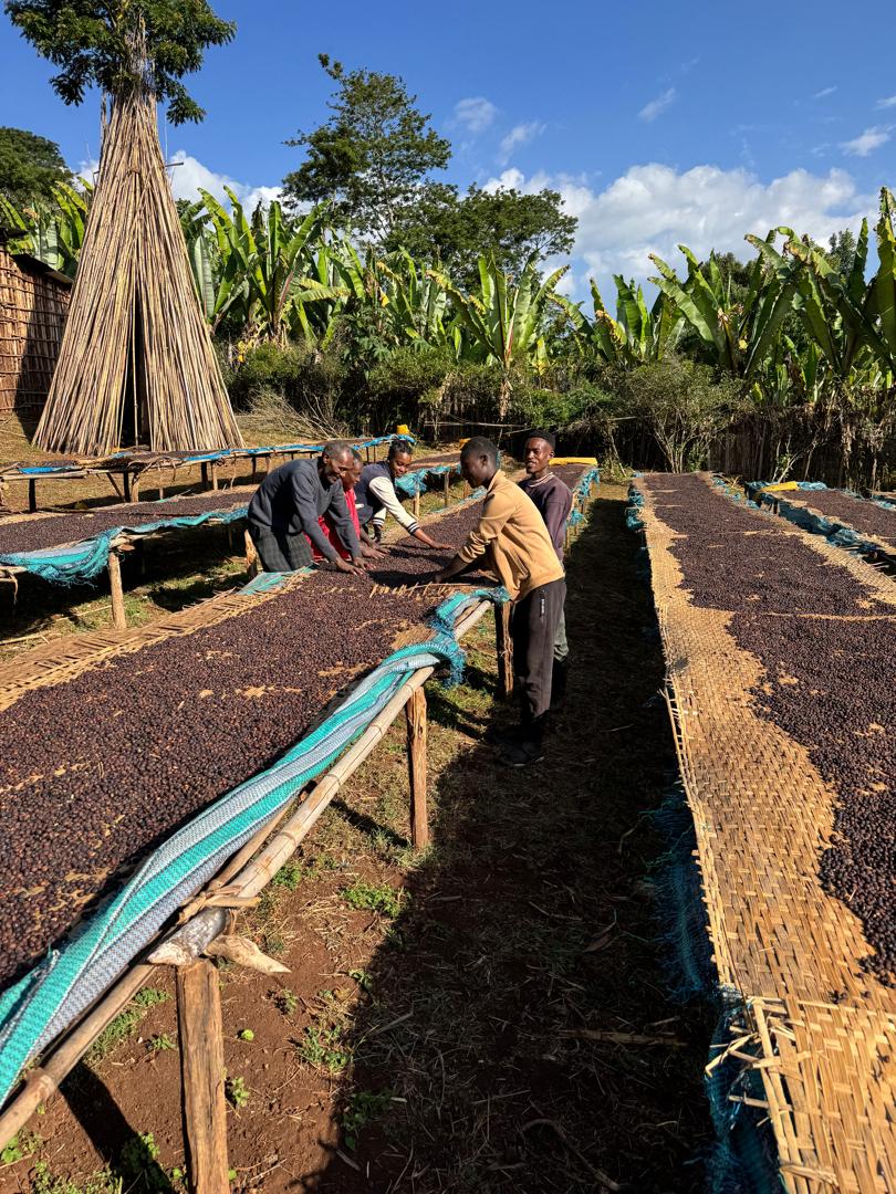 Ethiopia Yirgacheffe Koke Natural - Medium-Dark Roast