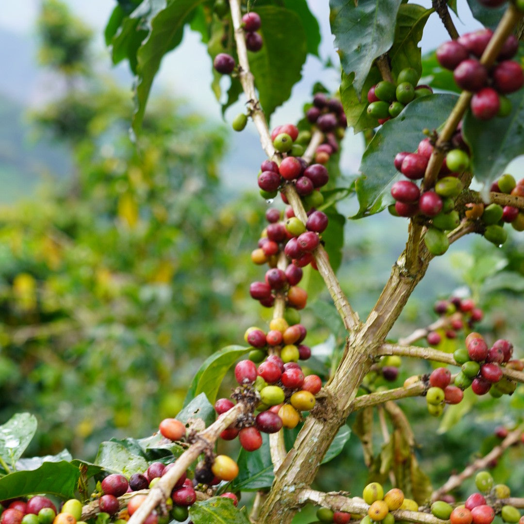 Colombia Cabresto - Dark Roast
