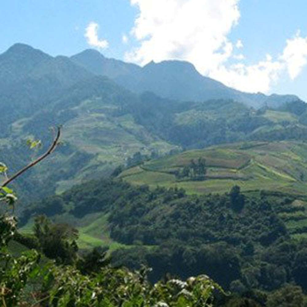 Colombia Huila - Medium-Dark Roast