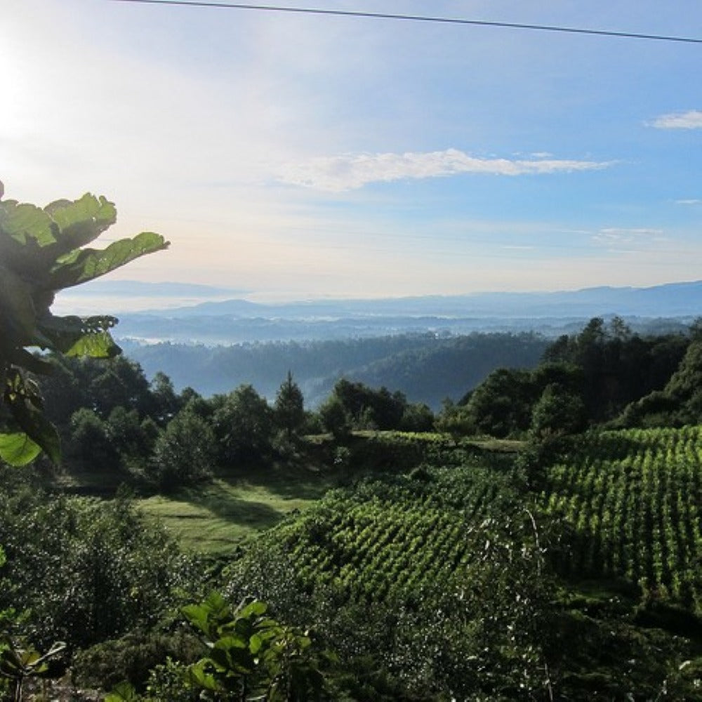 GUATEMALA ANTIGUA LOS VOLCANES - Dark Roast Coffee