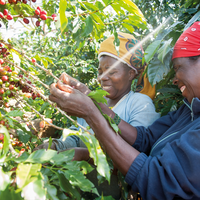 MALAWI SATEMWA - Green Coffee Beans