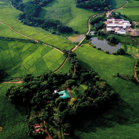 MALAWI SATEMWA - Green Coffee Beans