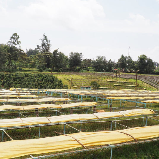 Redber, KENYA BORA ESTATE - Medium Roast Coffee Auto renew, Redber Coffee