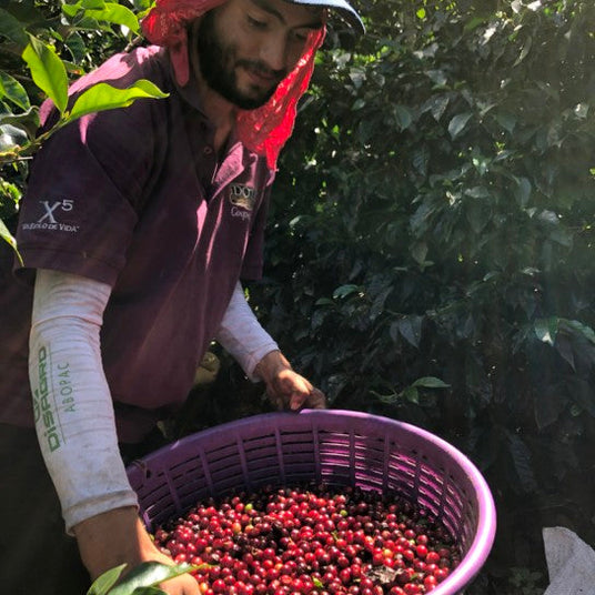 Redber, COSTA RICA HERMOSA HONEY - Medium-Dark Roast Coffee Auto renew, Redber Coffee