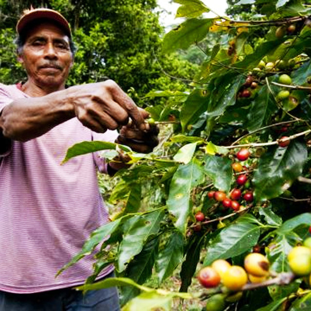 Redber, CENTRAL AMERICAN DECAF BLEND - Medium-Dark Roast Coffee Auto renew, Redber Coffee