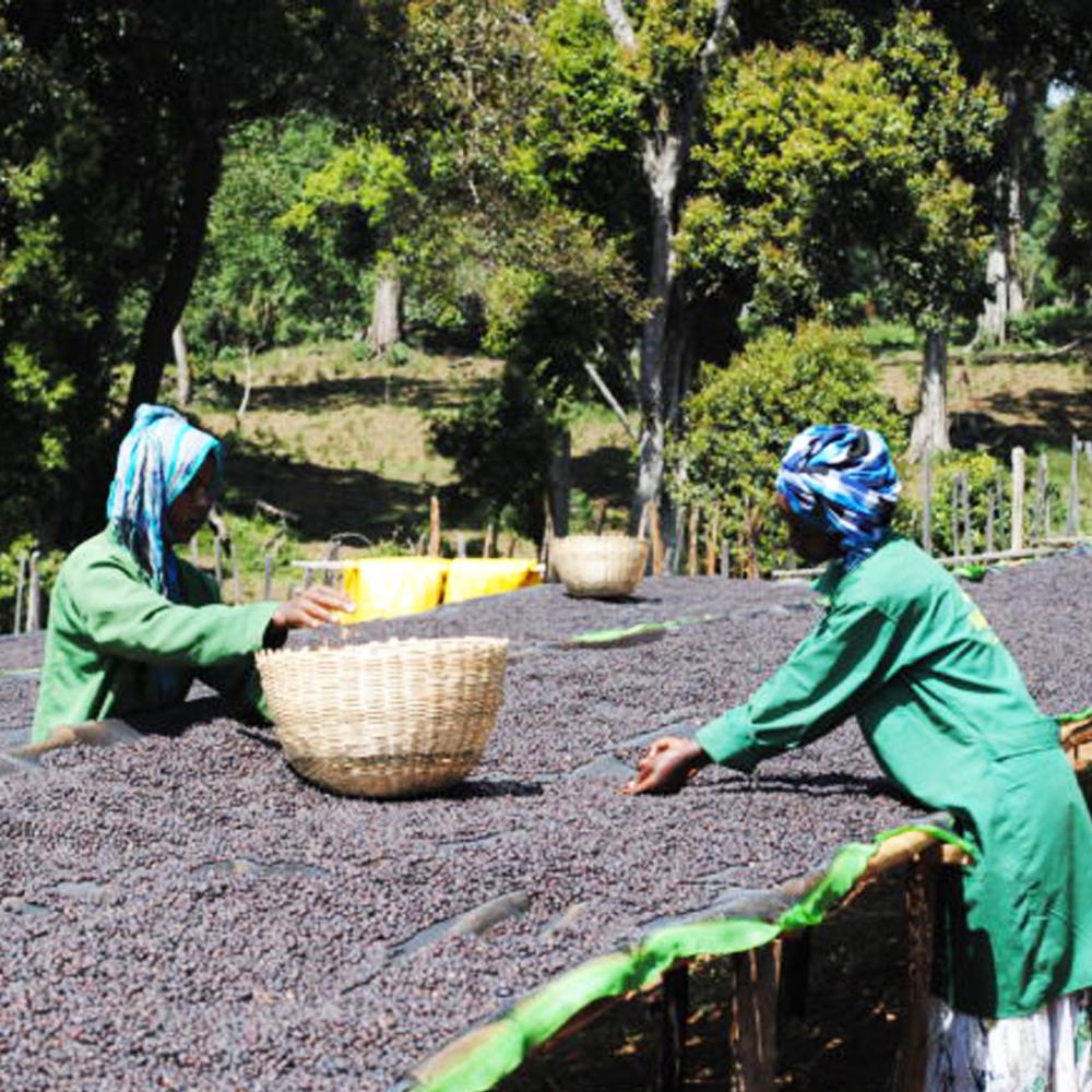 Redber, ETHIOPIA NATURAL DJIMMAH - Medium Roast Coffee Auto renew, Redber Coffee