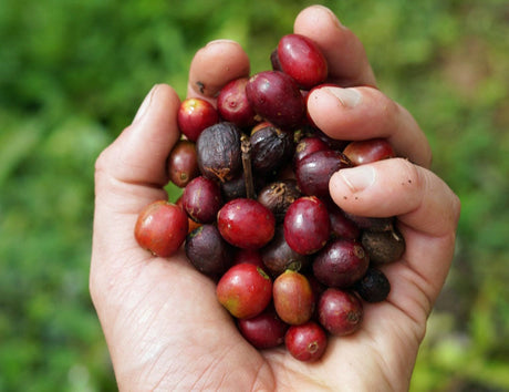 Colombia Cabresto Coffee: A New Organic Colombian Coffee from Antioquia