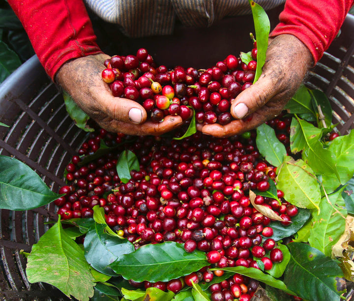 Coffee of the Month April 2022 - Costa Rica Amapola Tarrazu