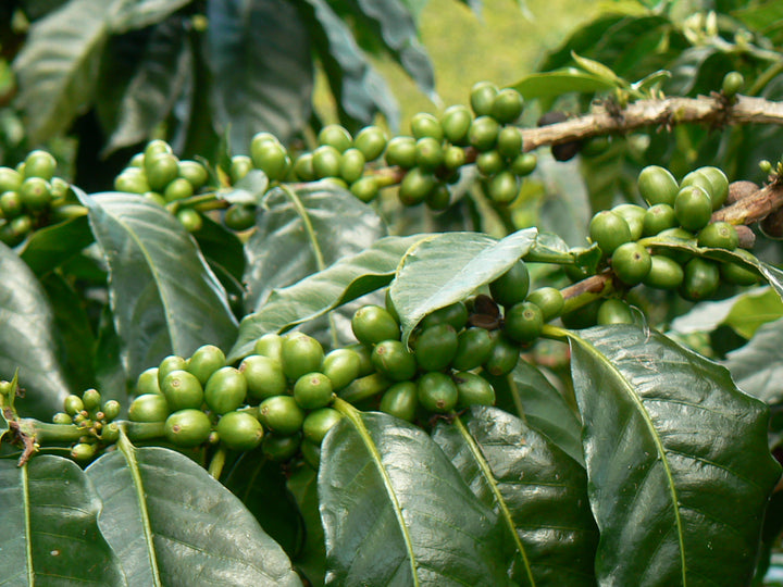 Coffee Of The Month January 2022- Peru Chanchamayo
