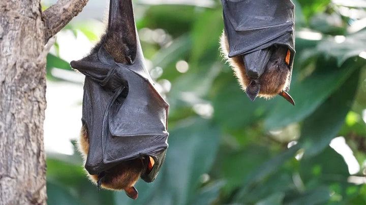 The Batty Coffee Craze We’re Not Quite Embracing