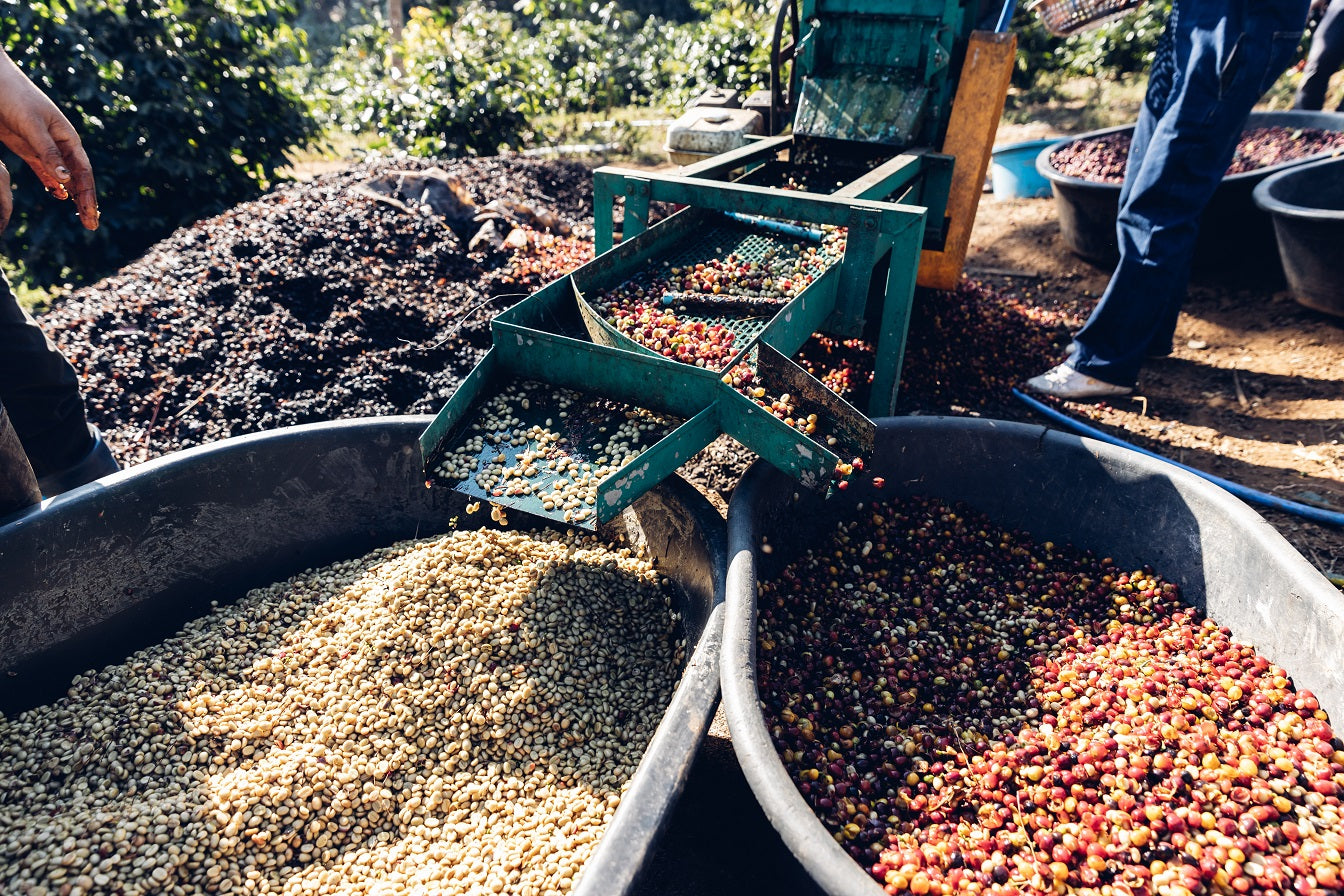 Coffee processing