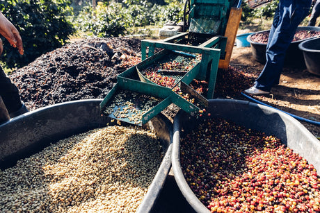 Coffee processing