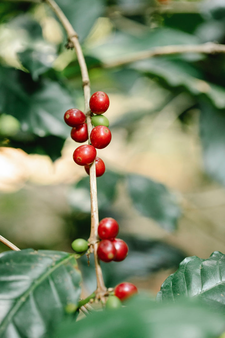What is Strictly High Grown (SHG) Coffee and Why is it Special?