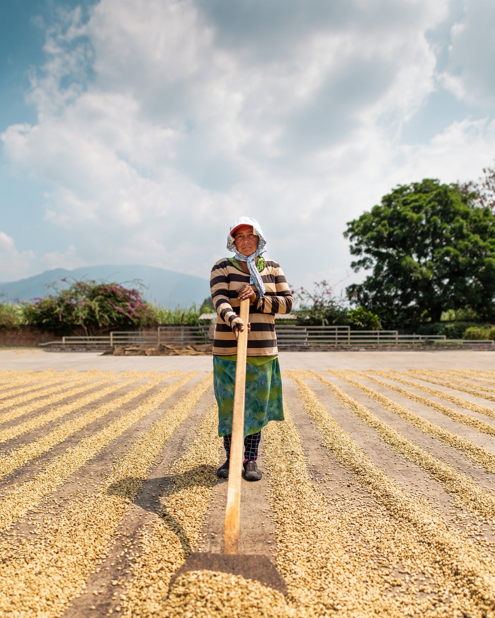 What is Strictly High Grown (SHG) Coffee and Why is it Special?