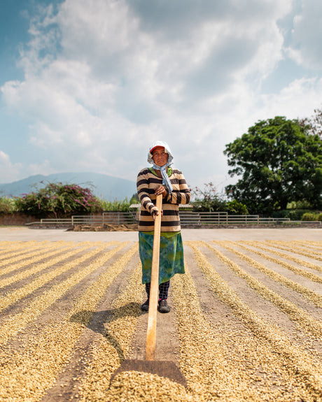 What is Strictly High Grown (SHG) Coffee and Why is it Special?