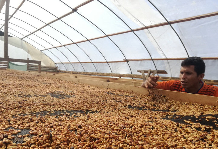 Coffee of the Month May 2022 - Peru Andino Red Honey