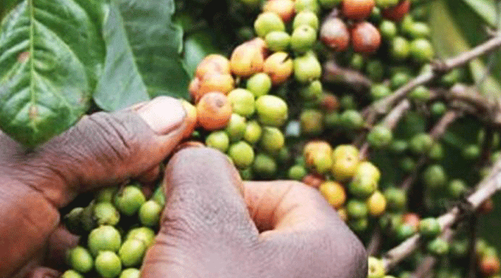 Coffee Of The Month May 2021- Ethiopian Sidamo GR.2