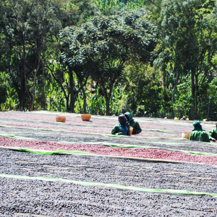 Coffee of The Month September 2023 - Ethiopia Djimmah