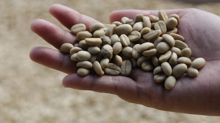 From Arabica to Robusta: Exploring the Different Types of Coffee Beans