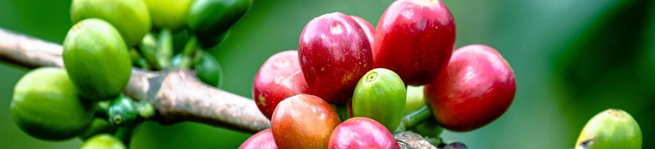 New In Coffee