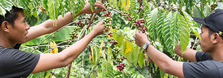 Asian and Pacific Green Coffee
