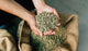 Green Unroasted Coffee Beans