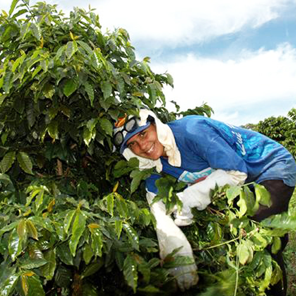 BRAZIL IPANEMA YELLOW CATUAI - Dark Roast Coffee