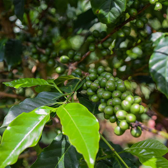 BURUNDI MURAMBI HILL Washed - Green Coffee Beans