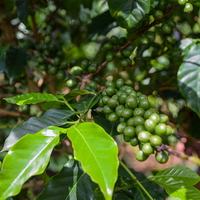 BURUNDI MURAMBI HILL - Medium-Dark Roast Coffee