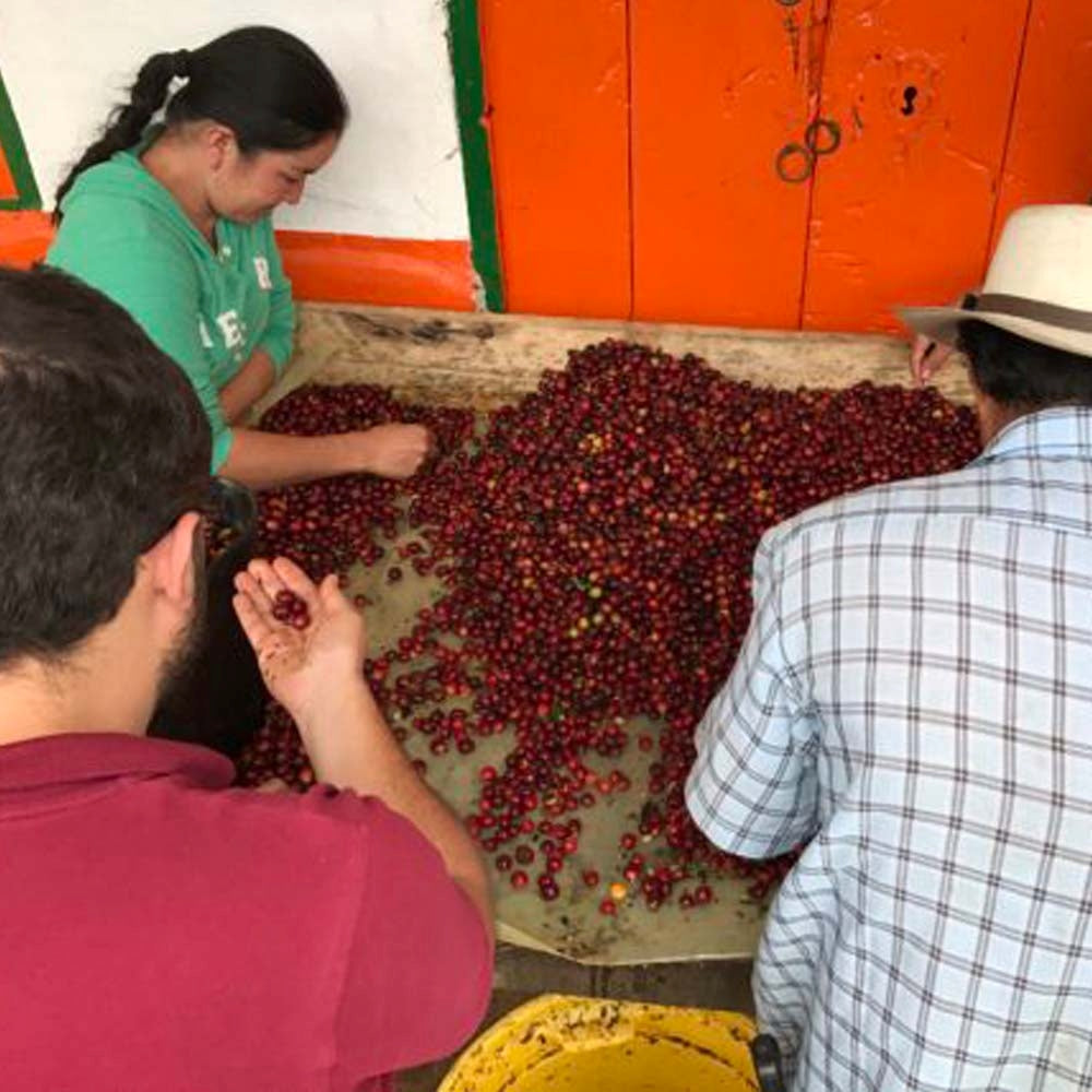 COLOMBIA EXCELSO HUILA - Dark Roast Coffee