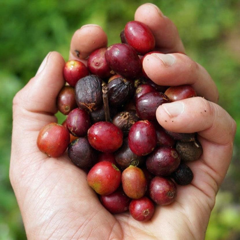 Hand holding a bunch of red coffee berries with a blurred green background