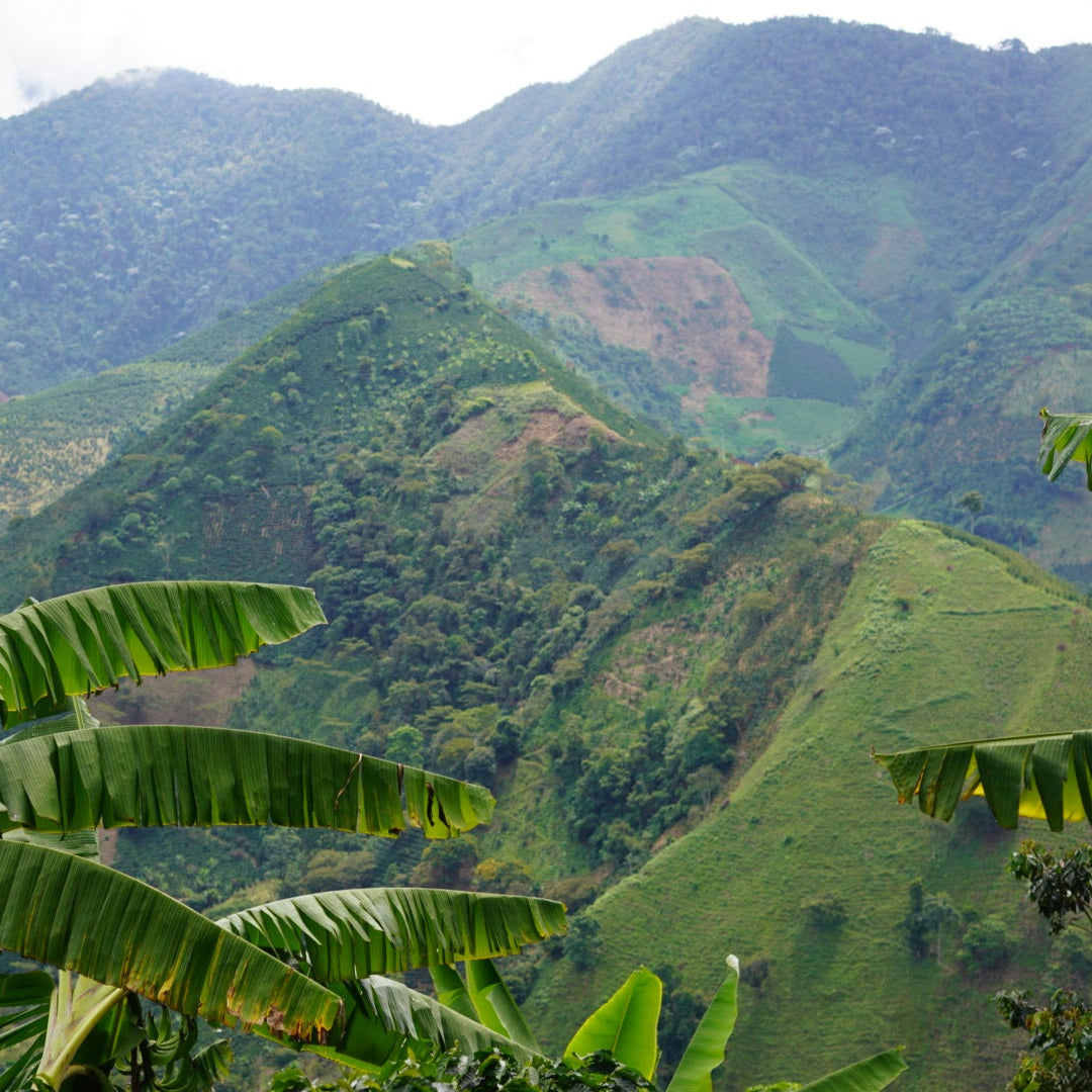 Colombia Cabresto Coffee Farm