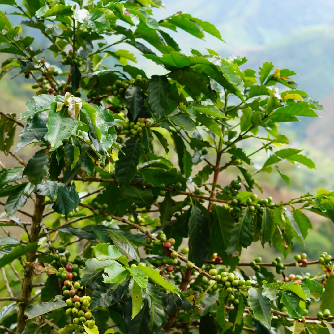 Coffee tree with green leaves and berries against a blue sky