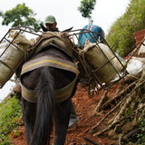 Colombia Cabresto farmers and donkey carrying green coffee bean sacks