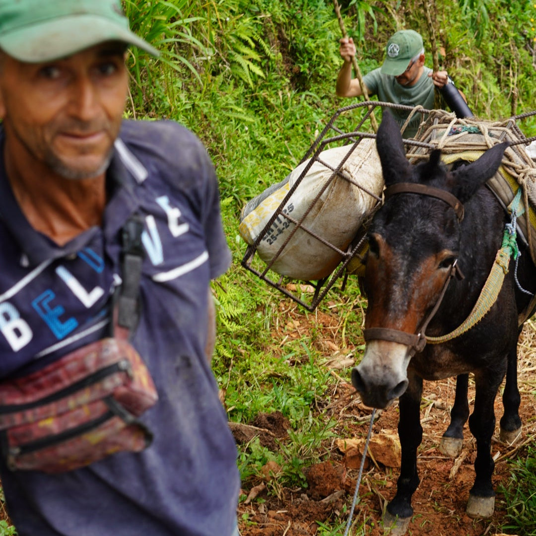 COLOMBIA CABRESTO ORGANIC Washed - Green Coffee Beans